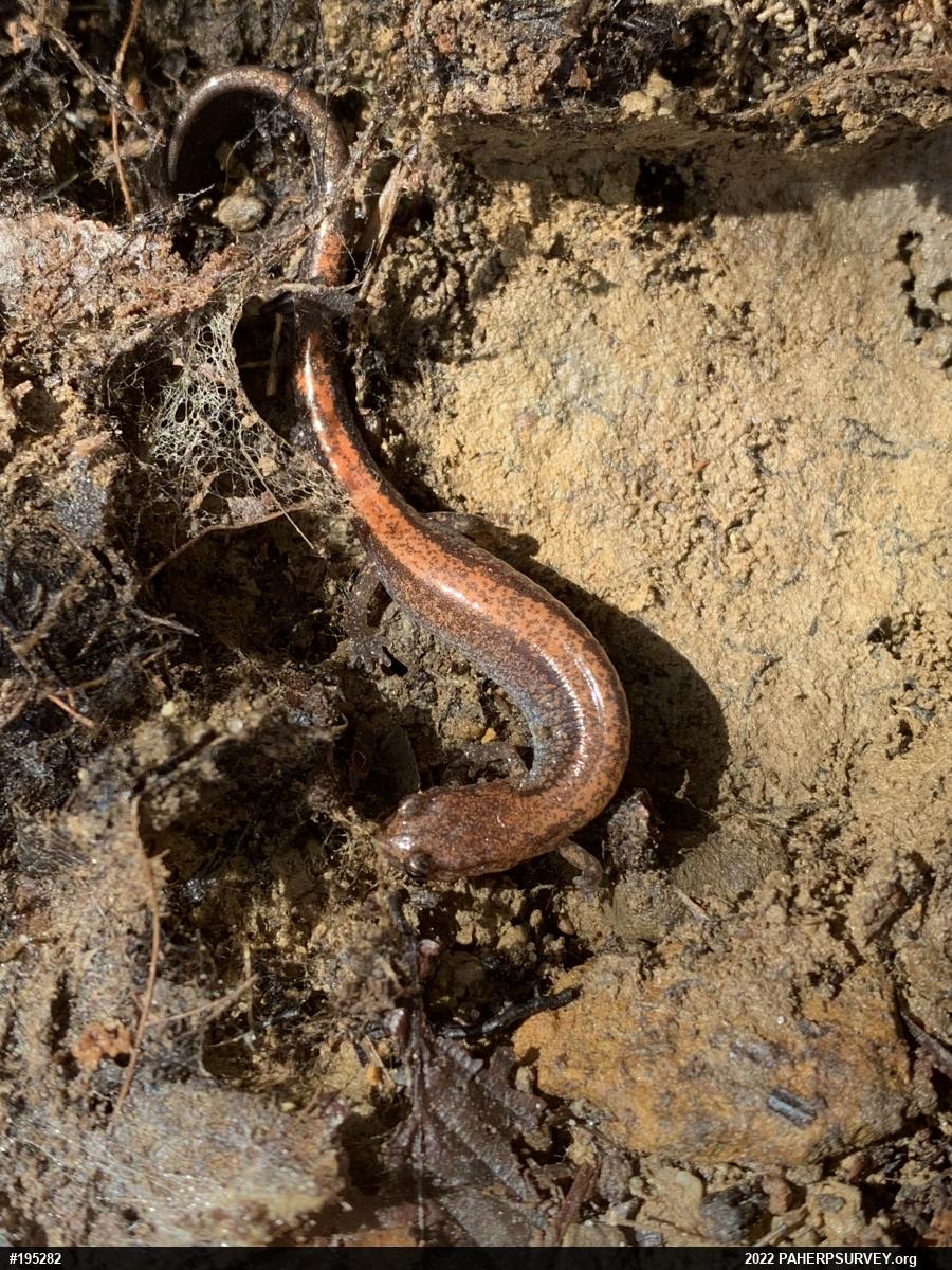 Eastern Red-backed  Salamander