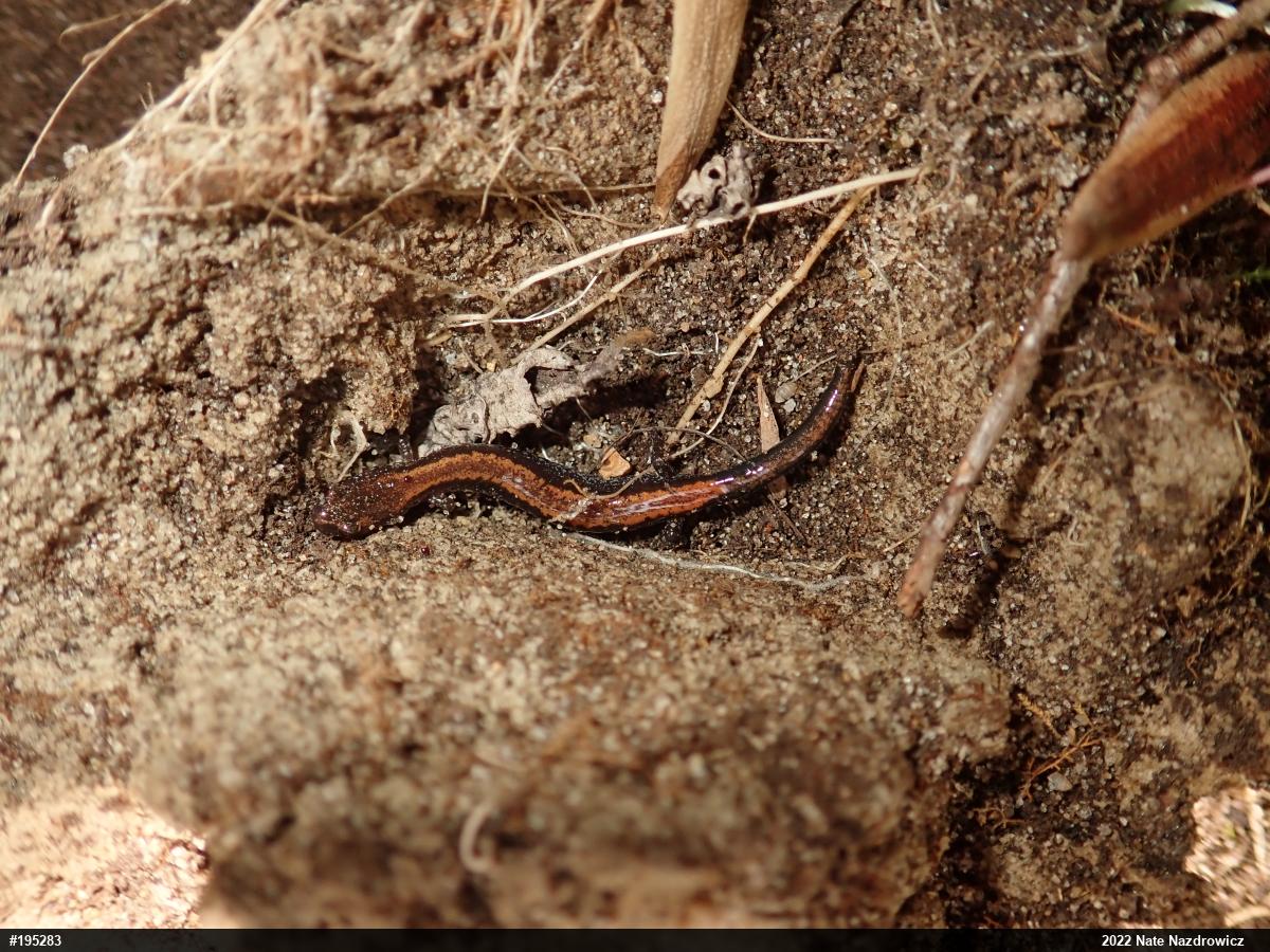 Eastern Red-backed  Salamander