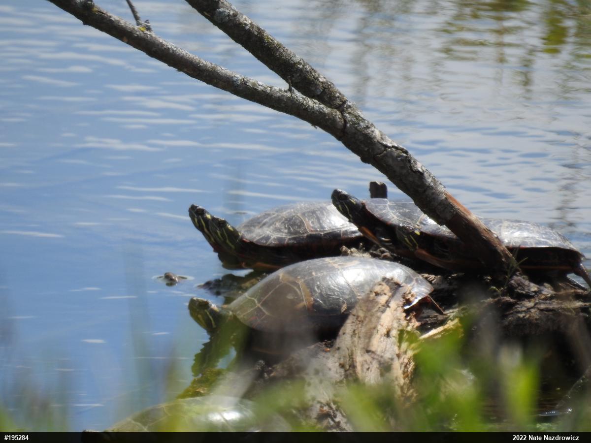 Painted Turtle
