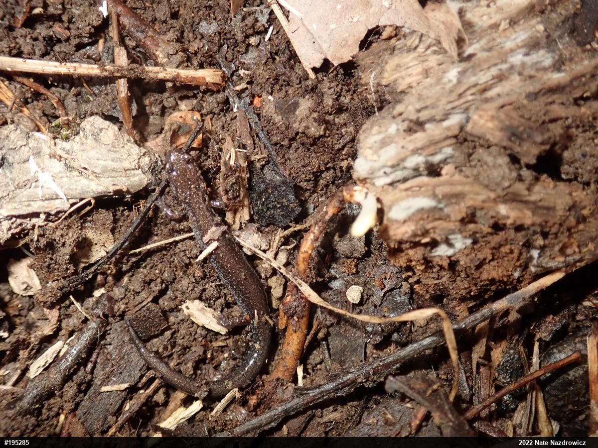 Eastern Red-backed  Salamander