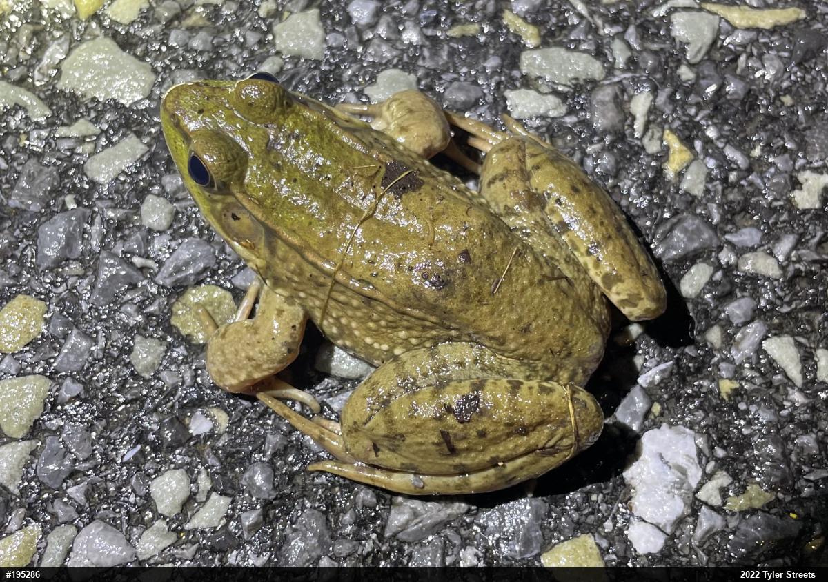 Green Frog