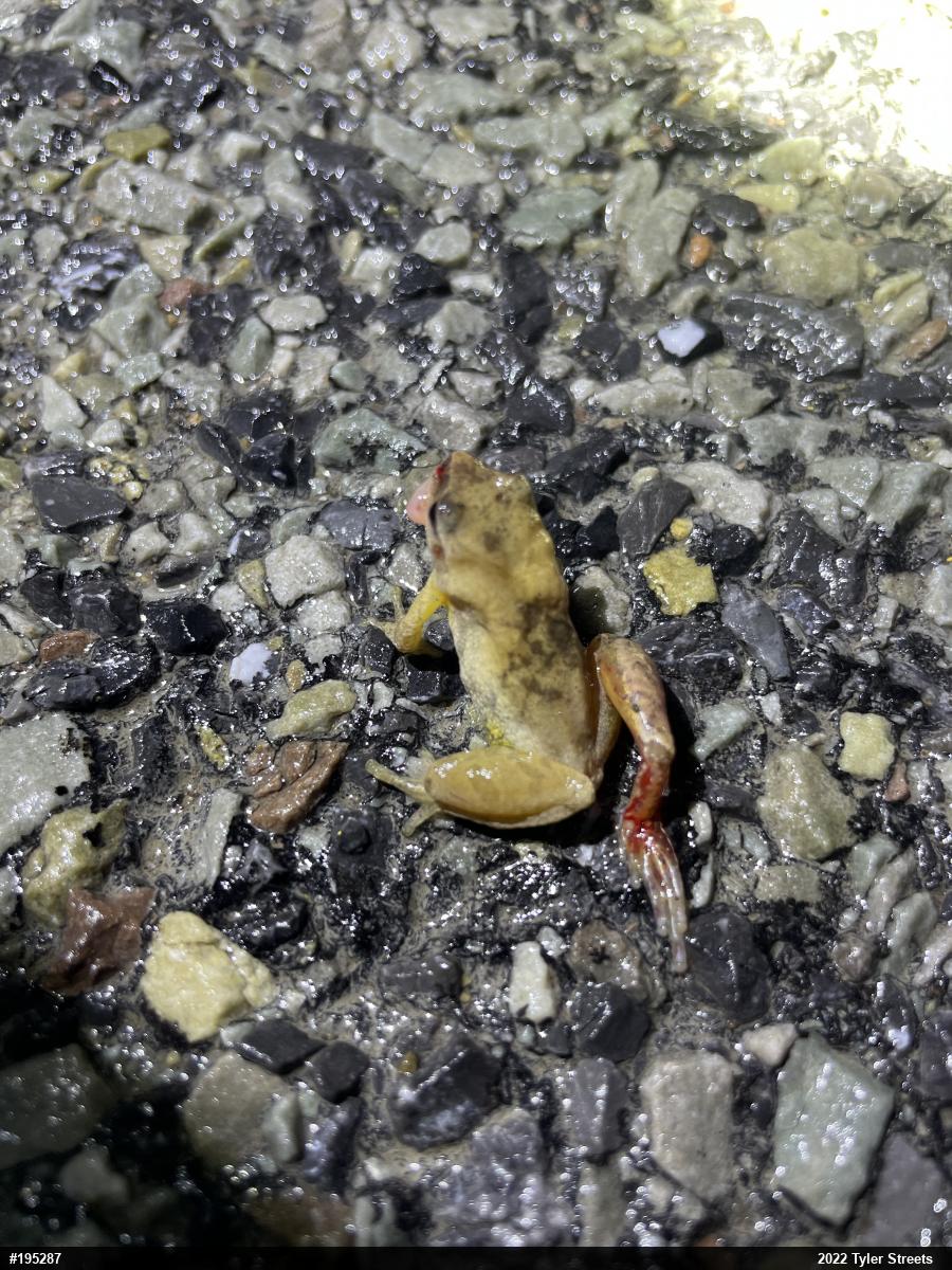 Spring Peeper