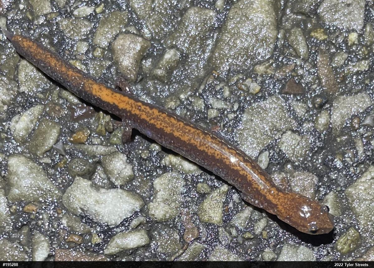 Eastern Red-backed  Salamander