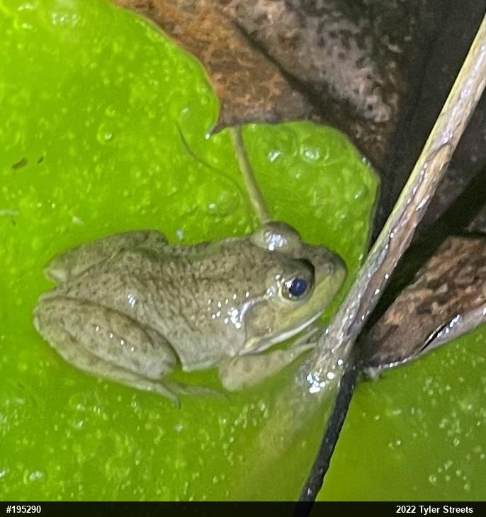 American Bullfrog