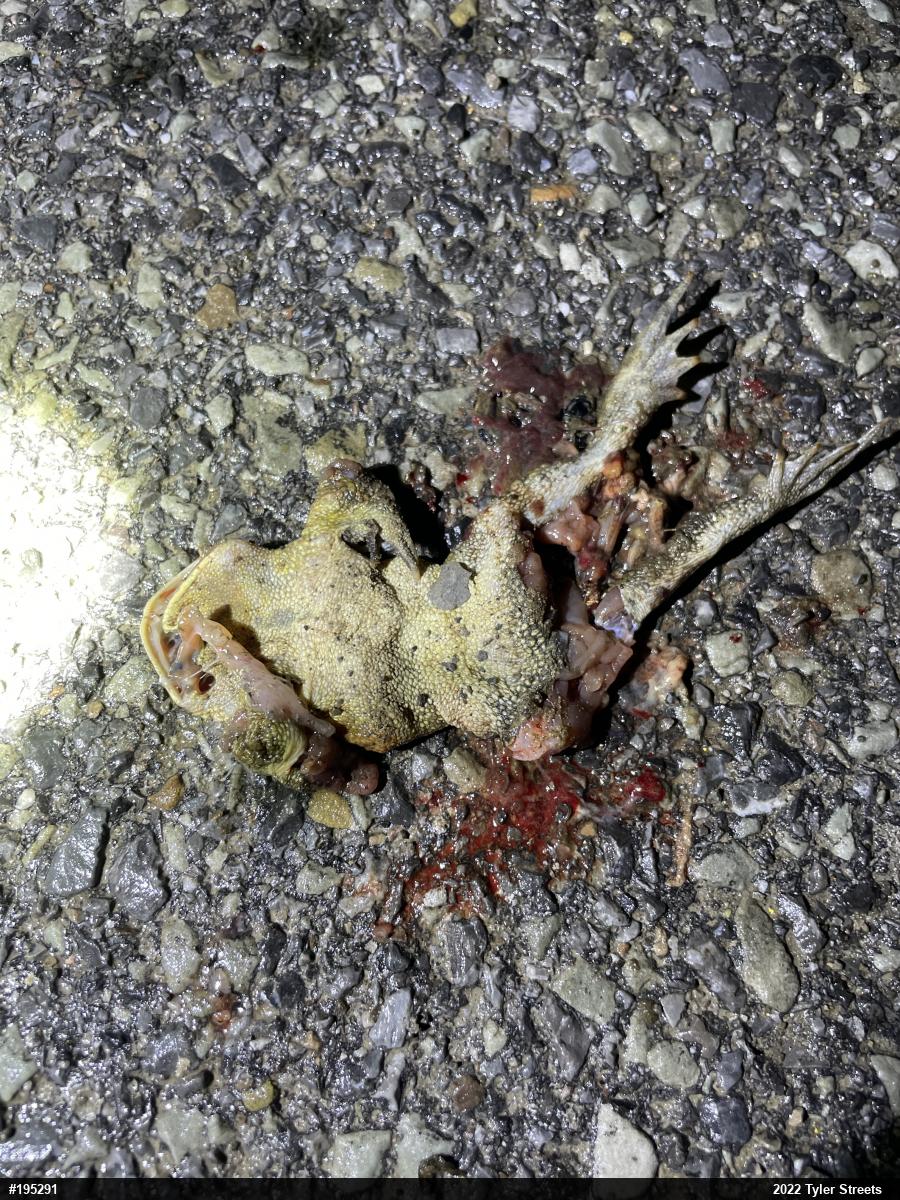 Eastern American Toad