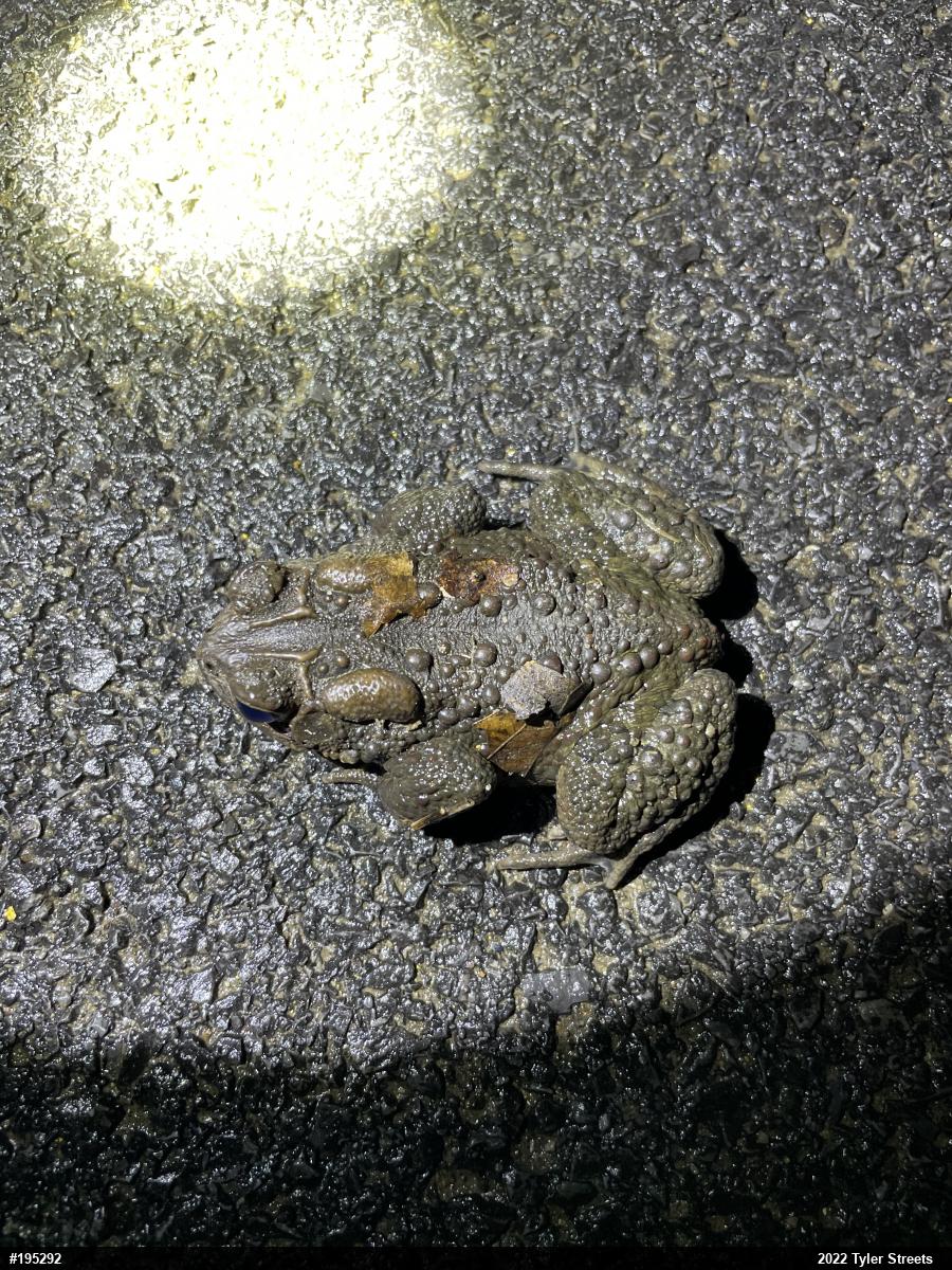 Eastern American Toad