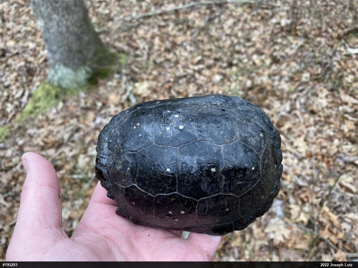 Spotted Turtle