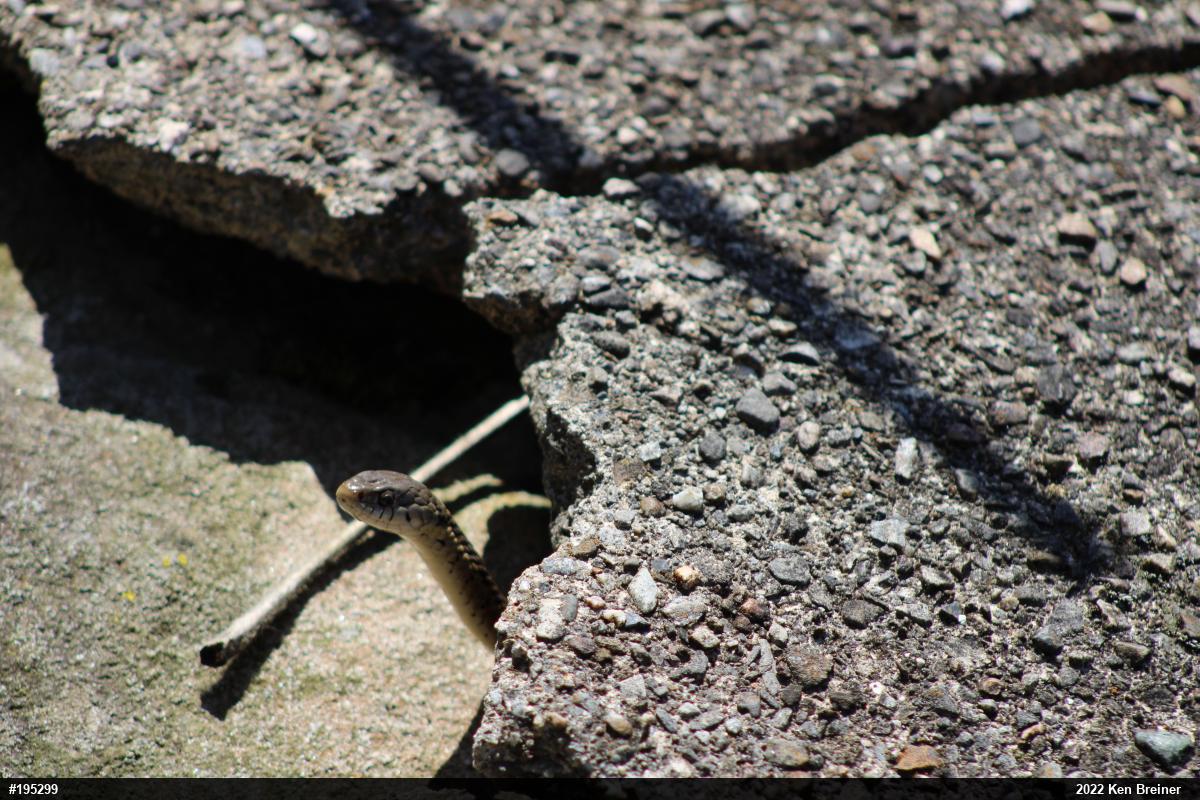 Eastern Gartersnake
