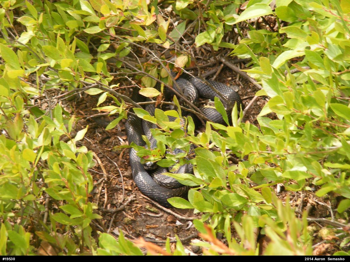 Eastern Ratsnake
