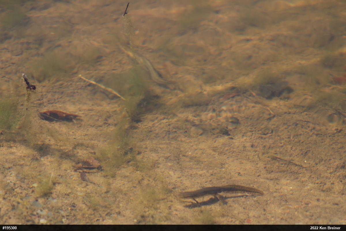 Red-spotted Newt
