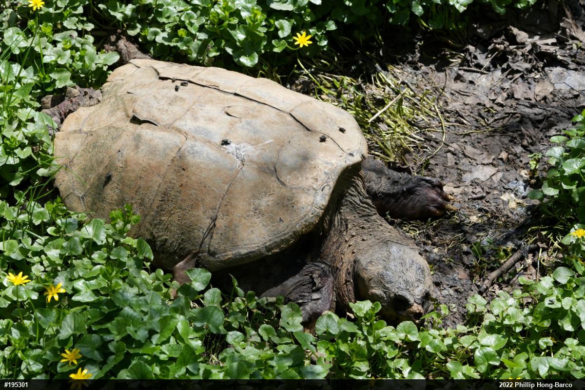 Snapping Turtle