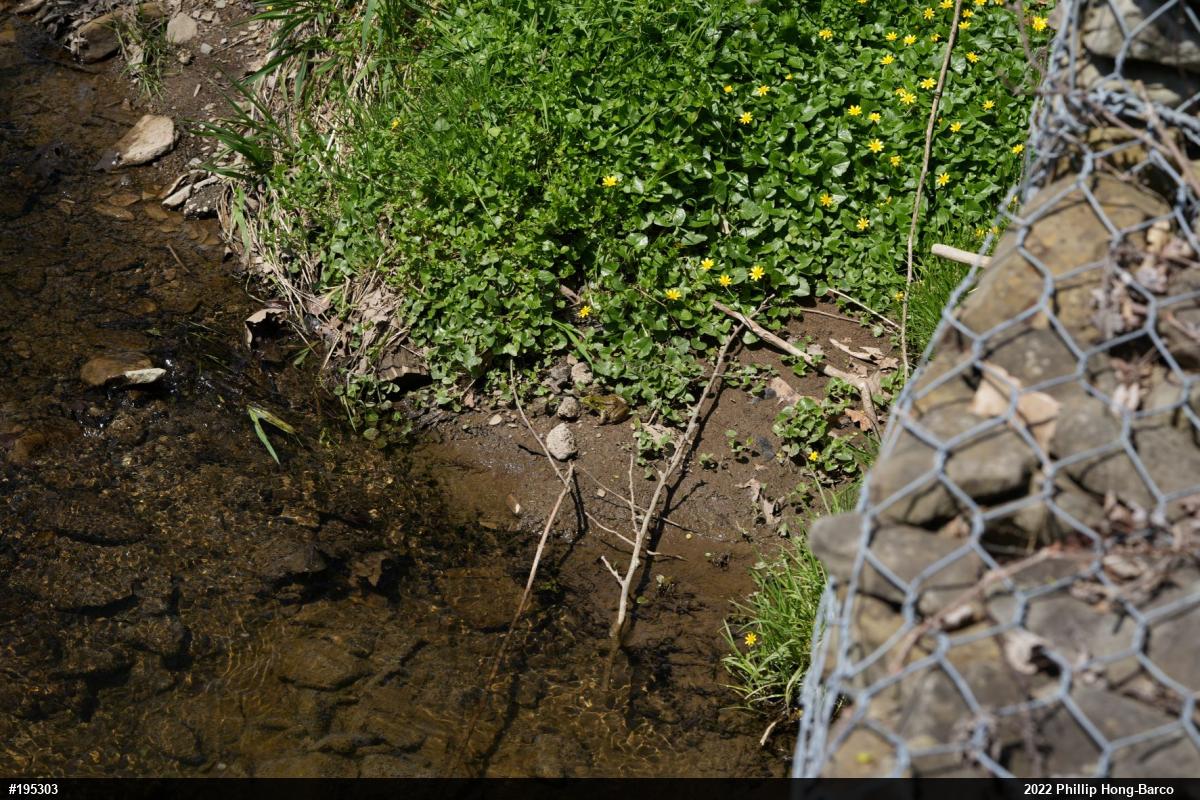 Green Frog