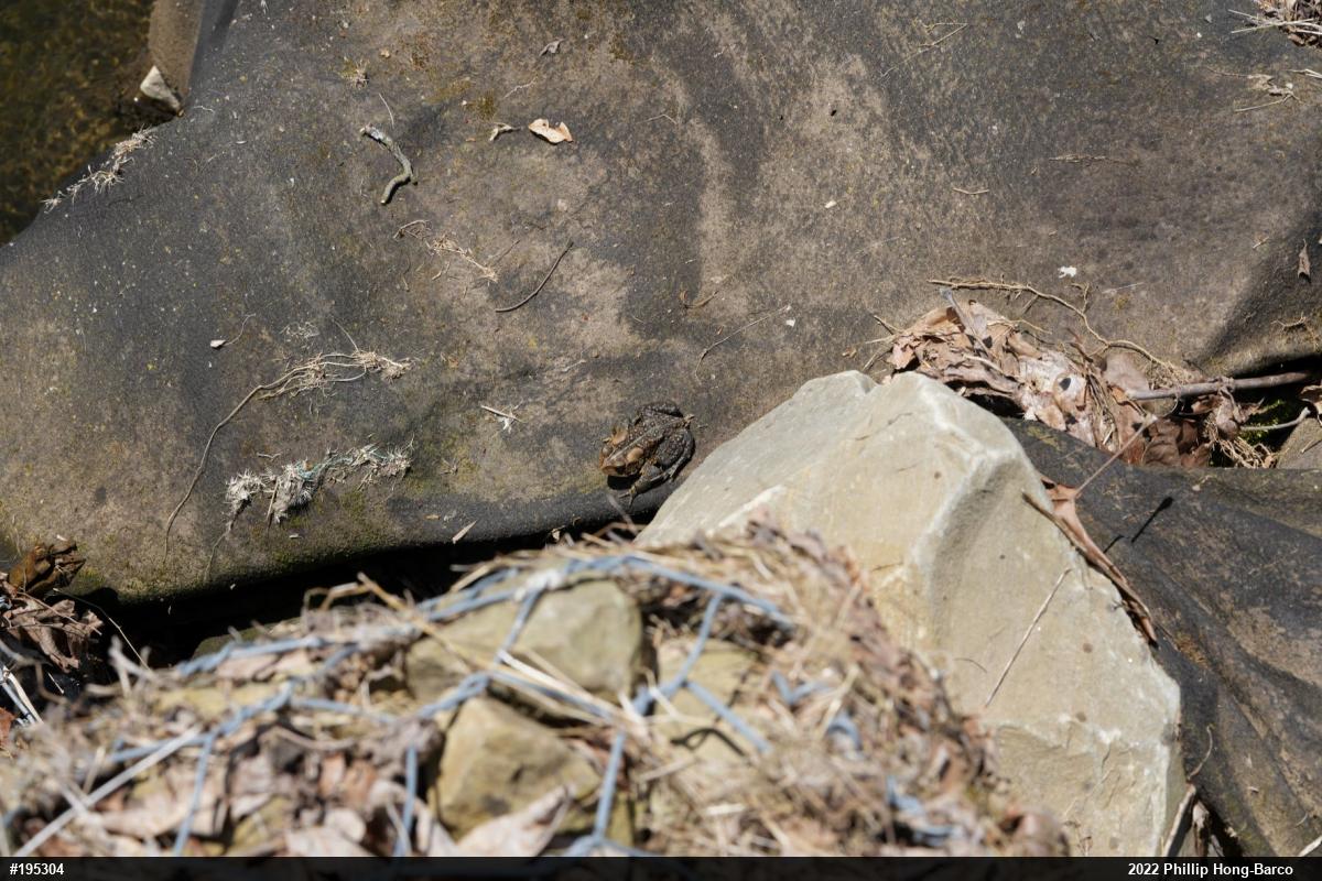 Eastern American Toad