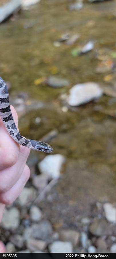 Northern Watersnake