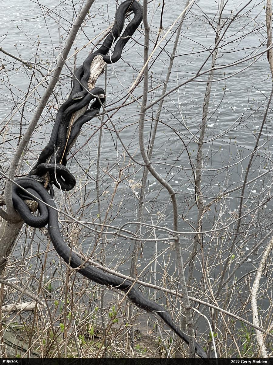 Eastern Ratsnake