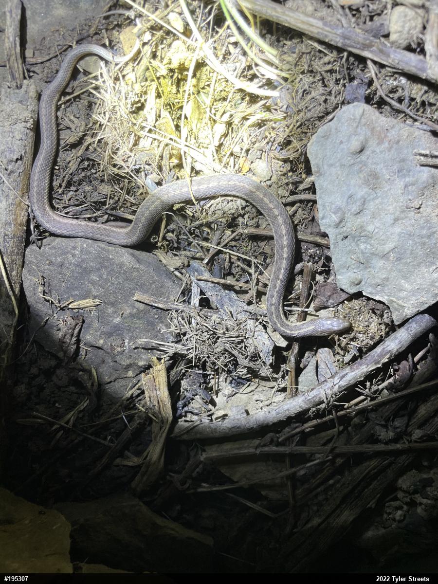 Eastern Gartersnake