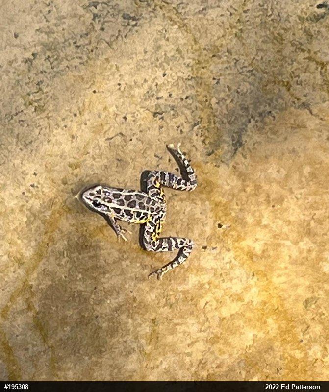 Pickerel Frog