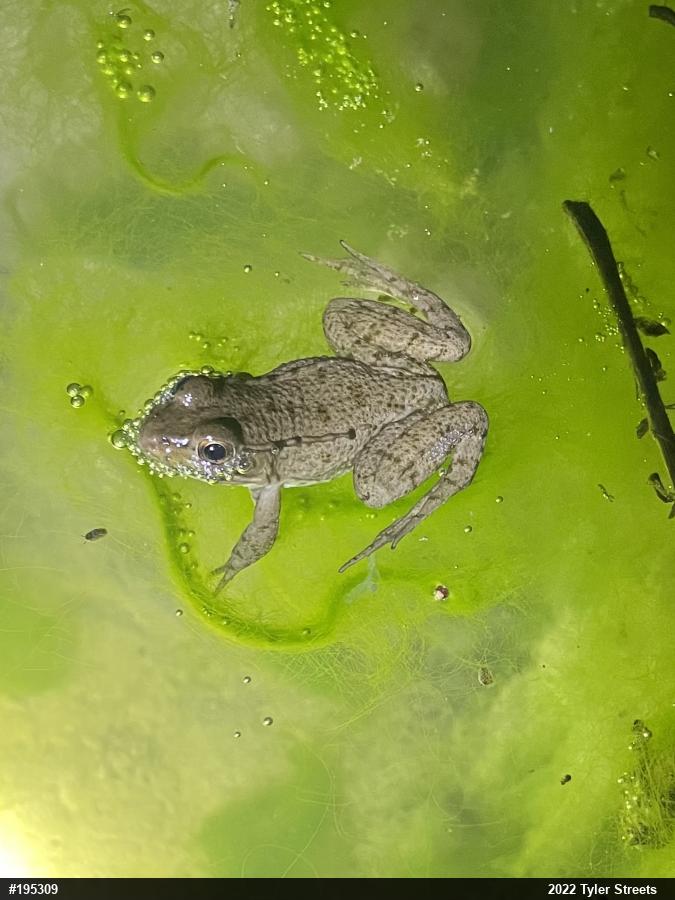 Green Frog
