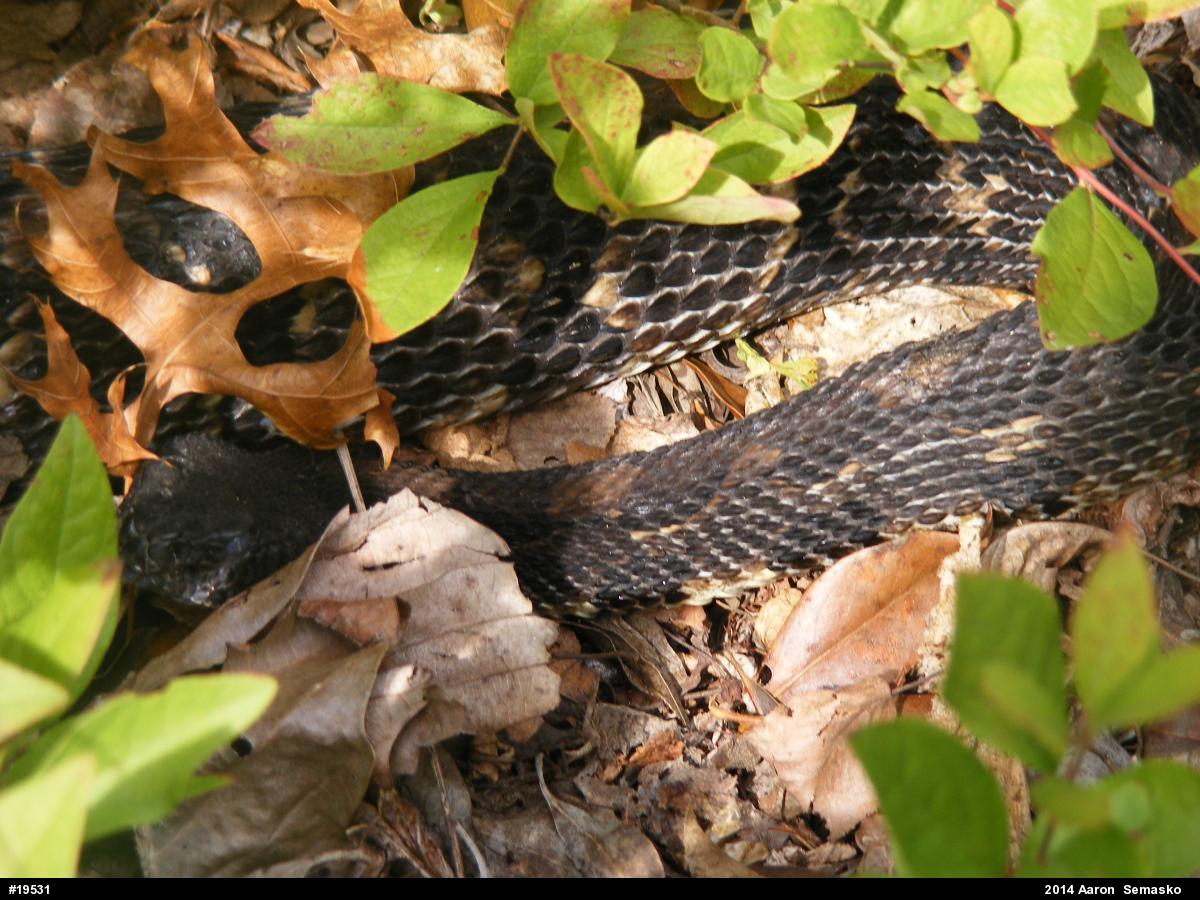 Timber Rattlesnake