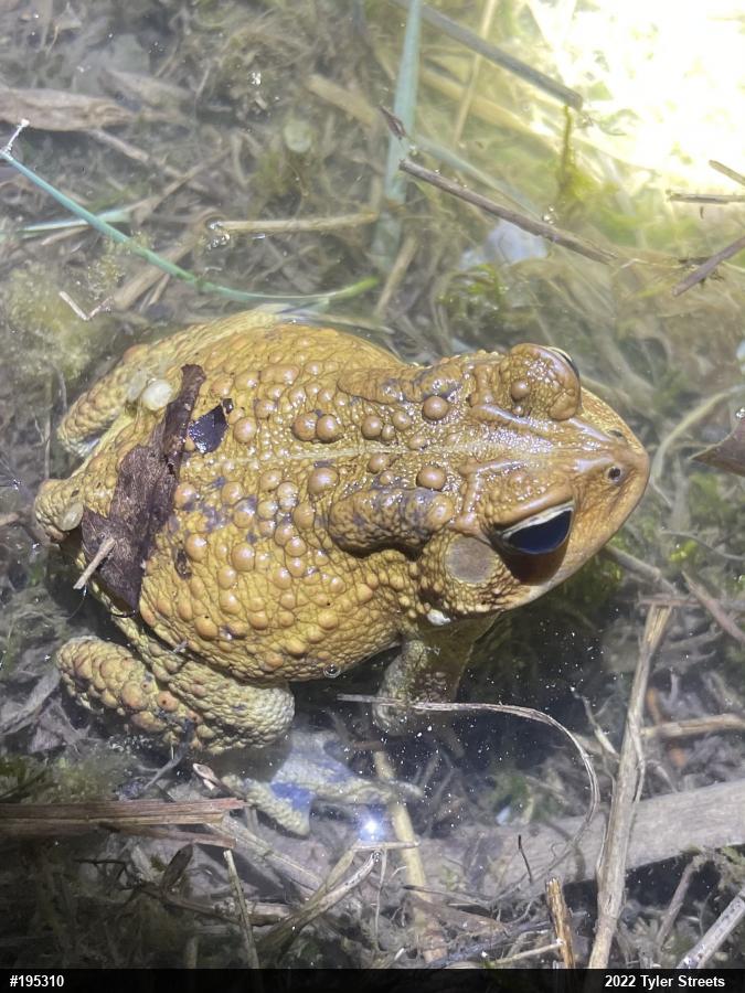 Eastern American Toad