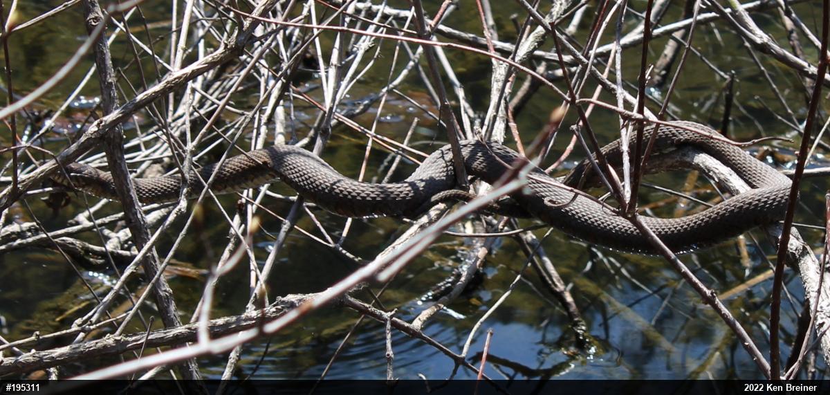 Northern Watersnake