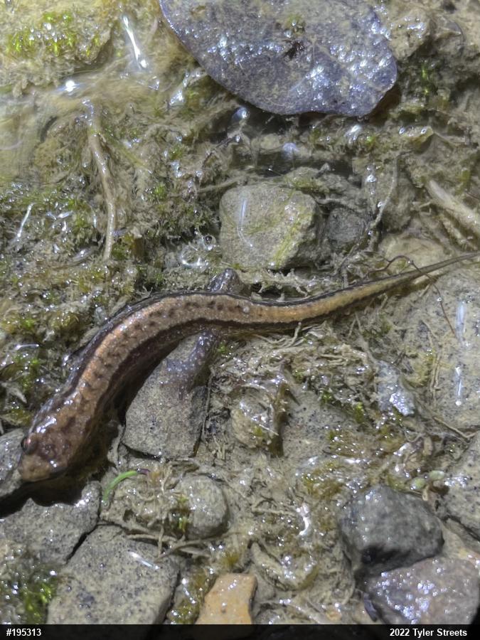 Allegheny Mountain Dusky Salamander