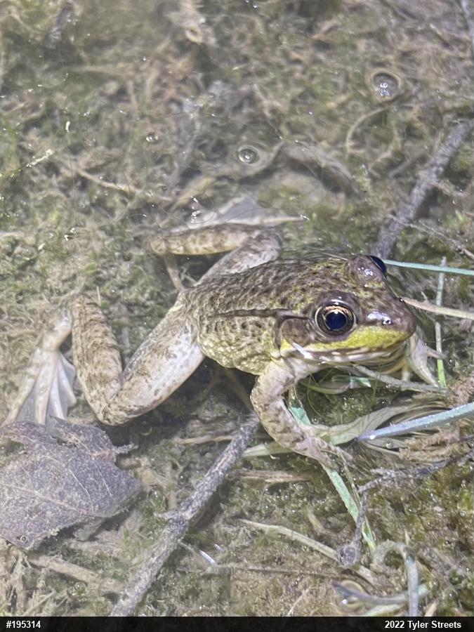 Green Frog