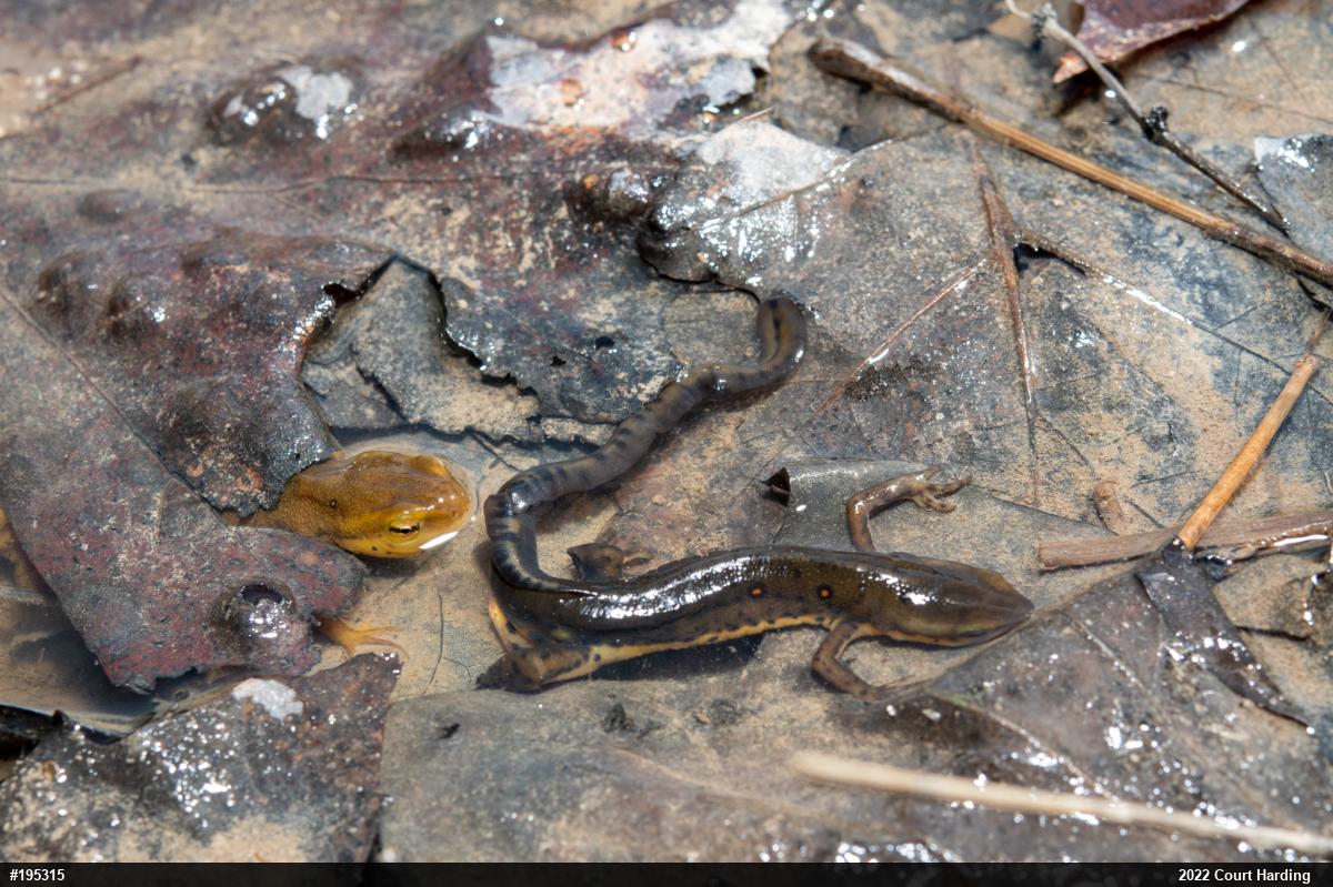 Red-spotted Newt