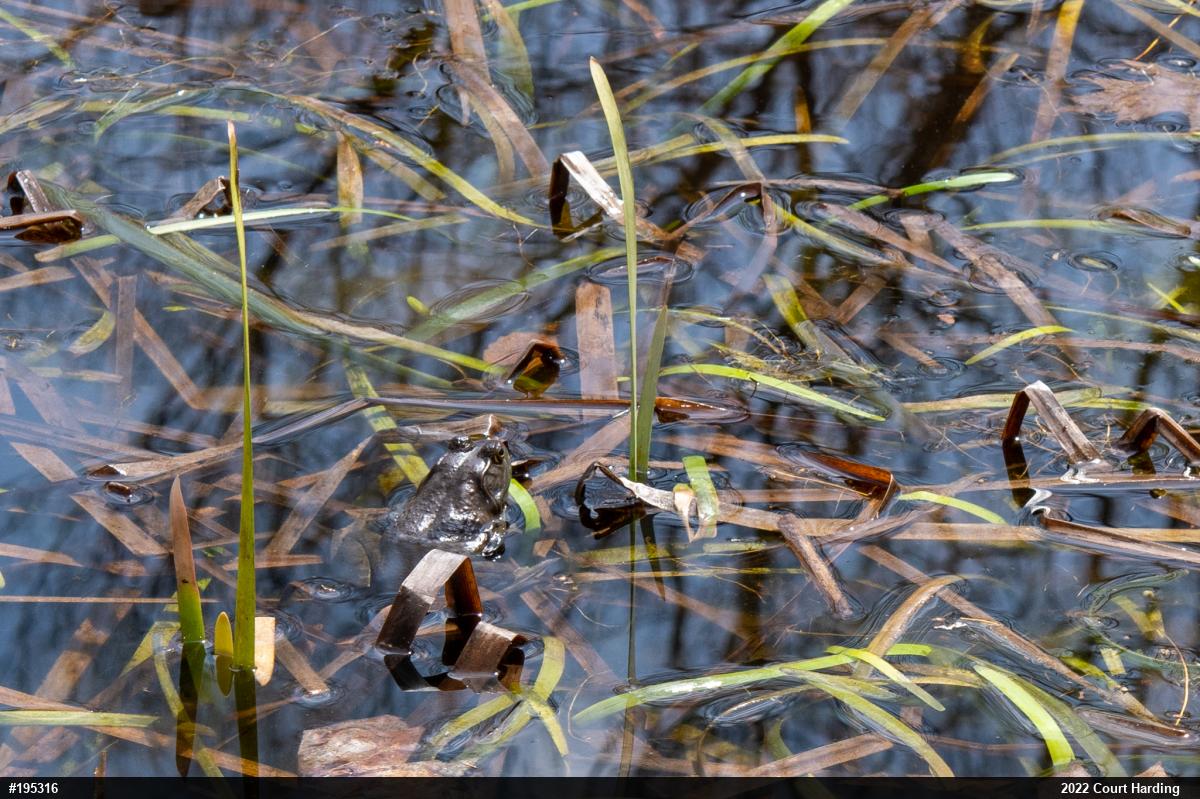 American Bullfrog