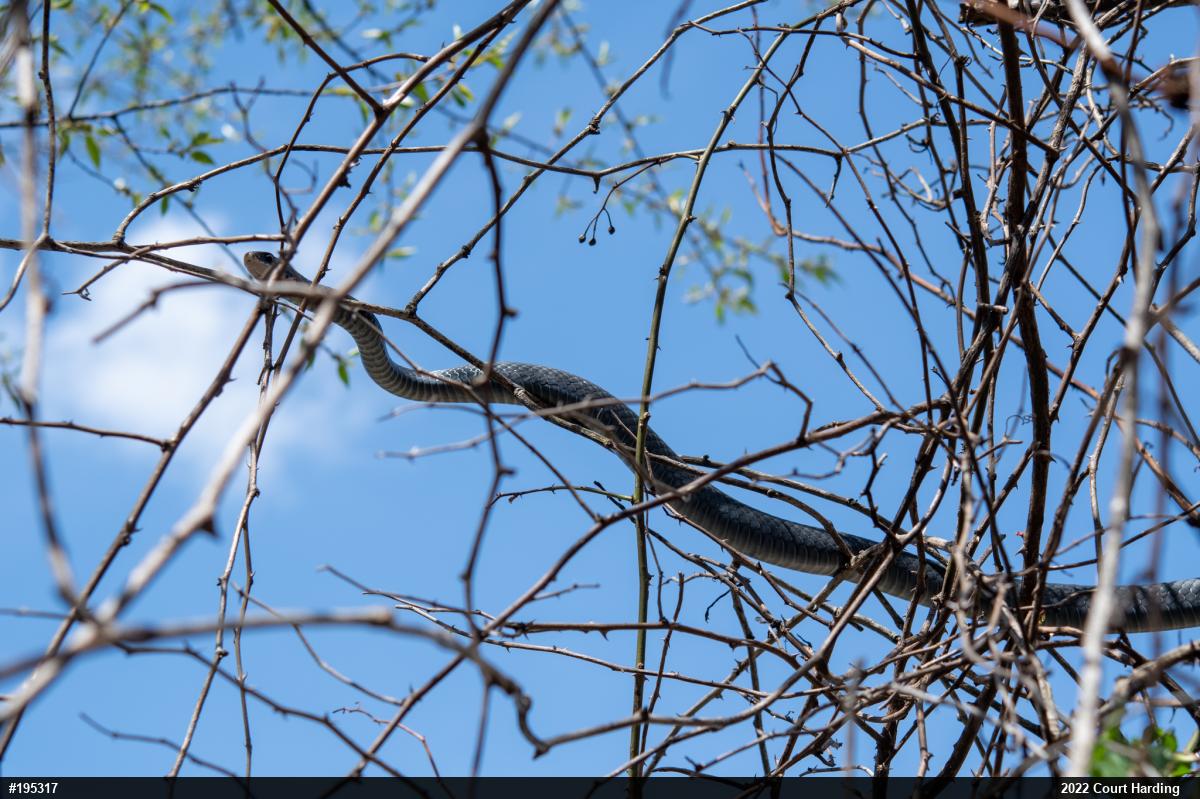 Northern Black Racer
