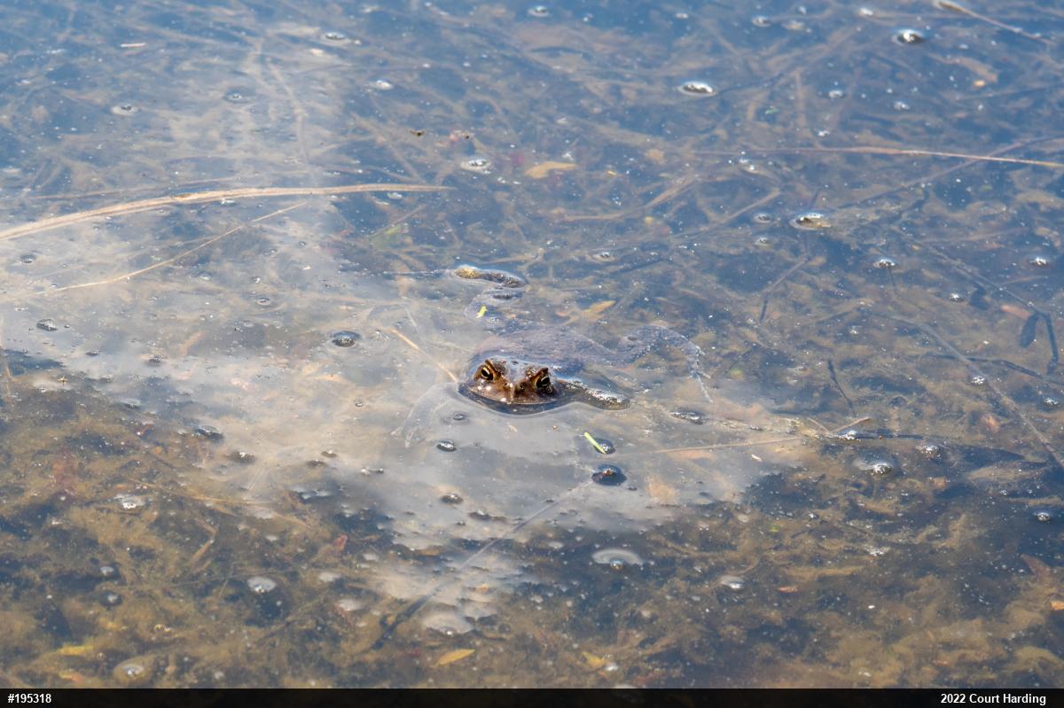 Eastern American Toad