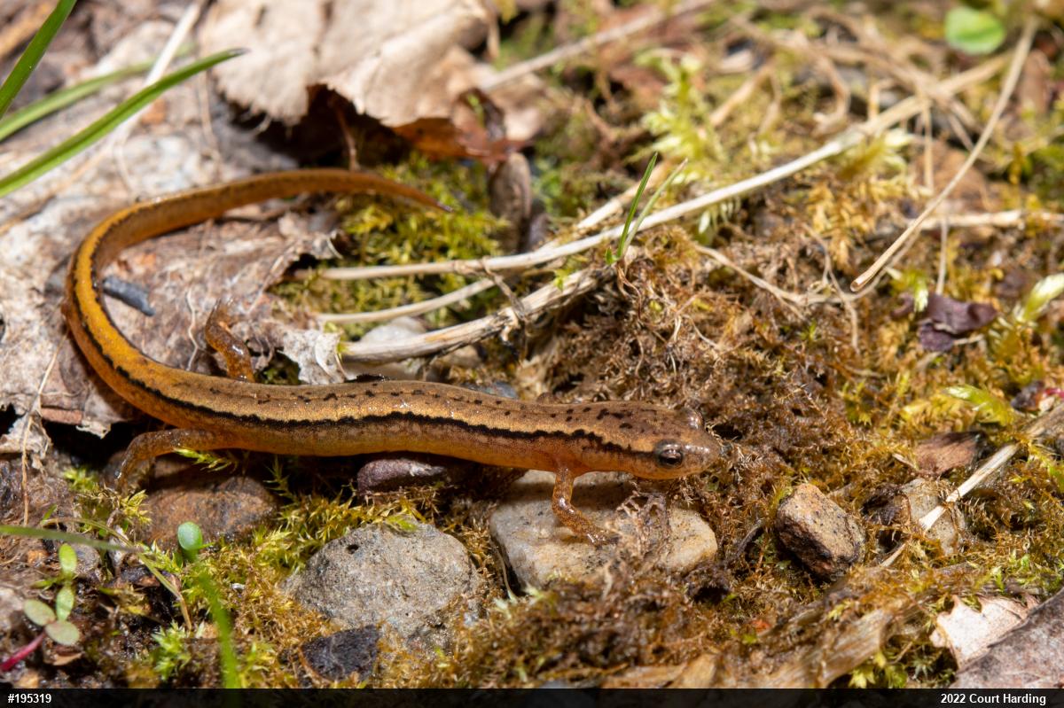 Northern Two-lined Salamander