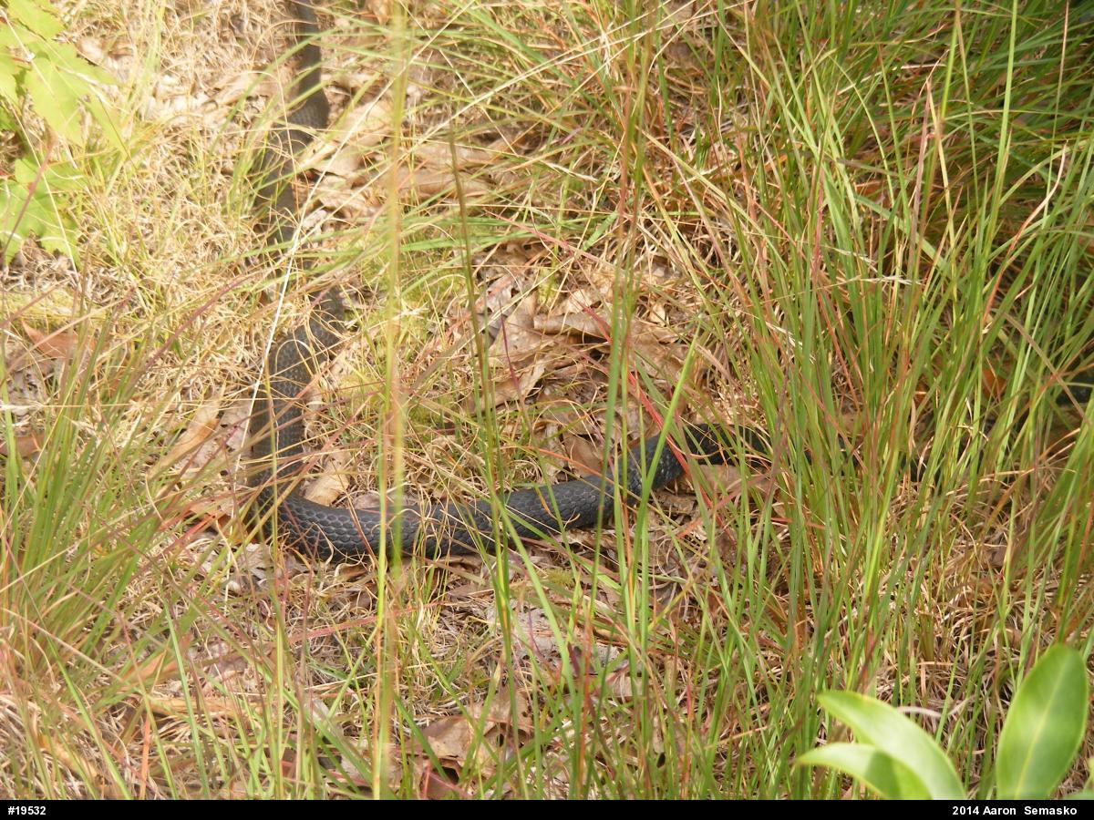 Northern Black Racer