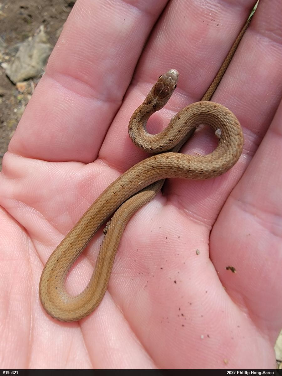 Dekay's Brownsnake
