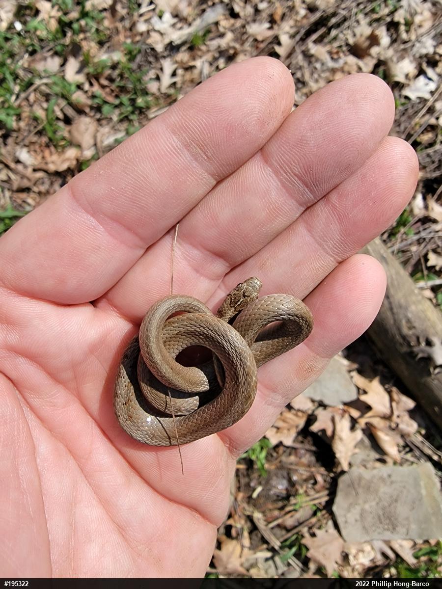 Dekay's Brownsnake