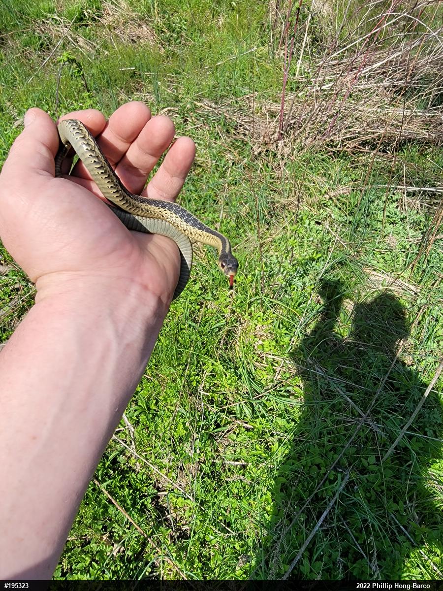 Eastern Gartersnake