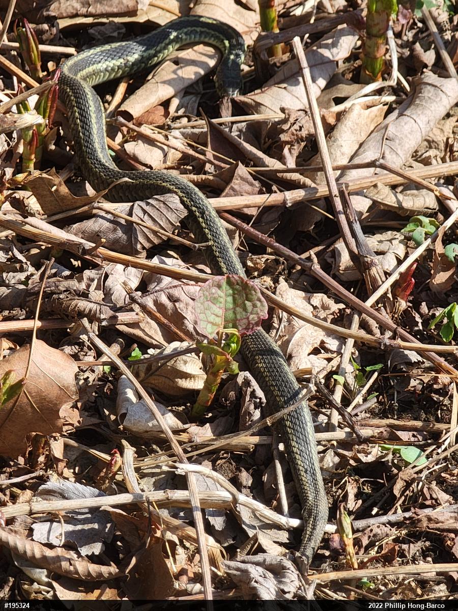Eastern Gartersnake