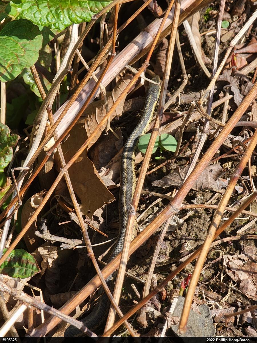 Eastern Gartersnake