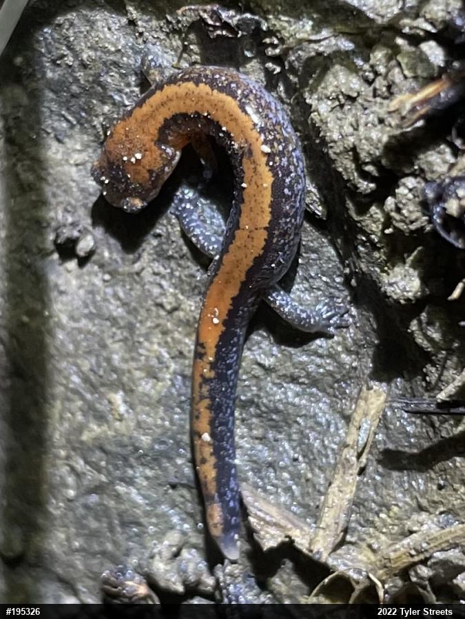 Eastern Red-backed  Salamander