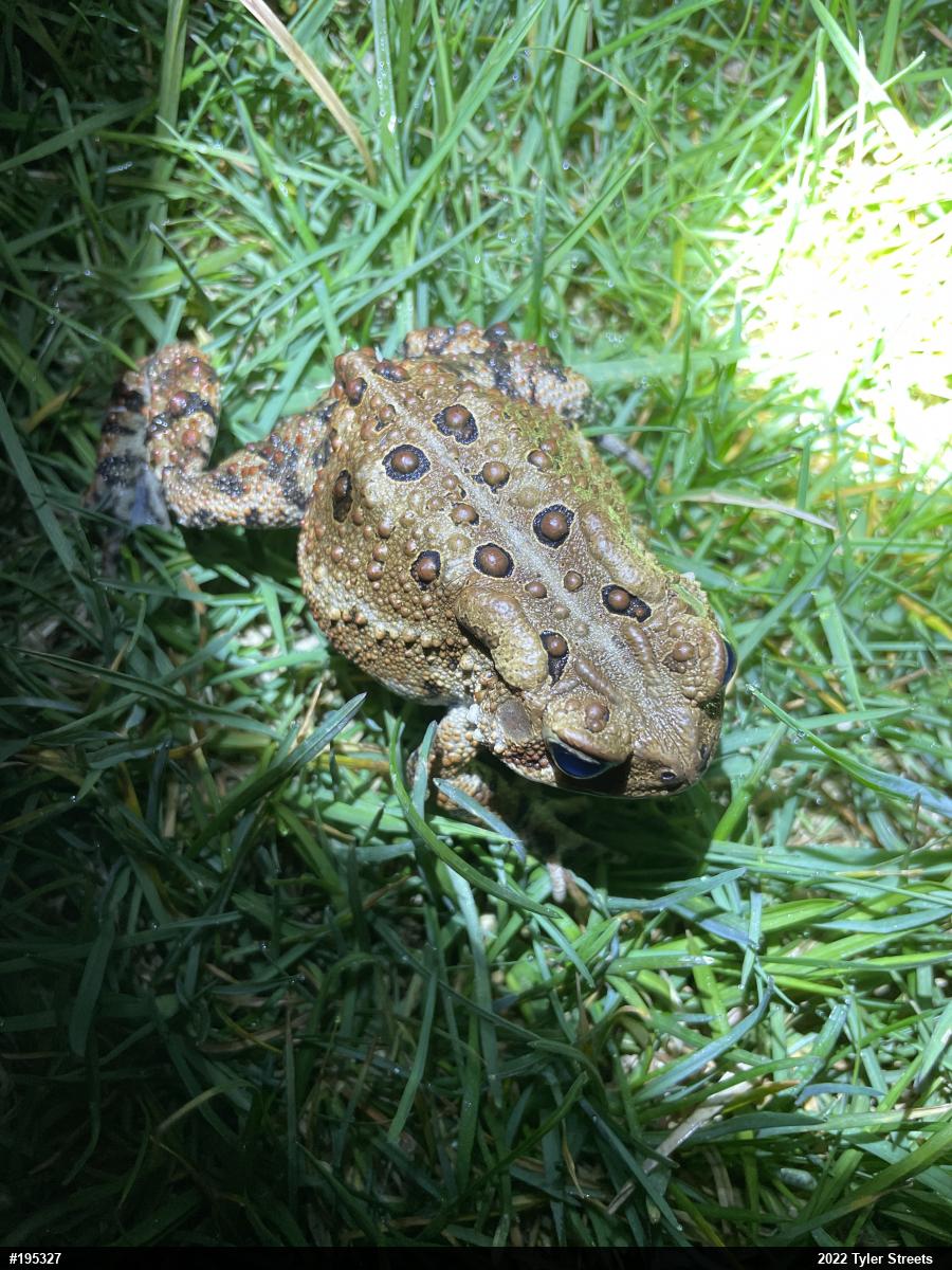 Eastern American Toad