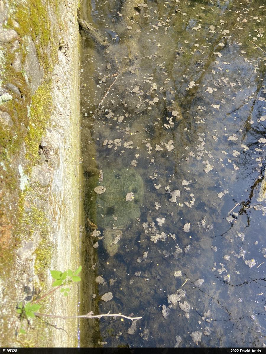 Snapping Turtle