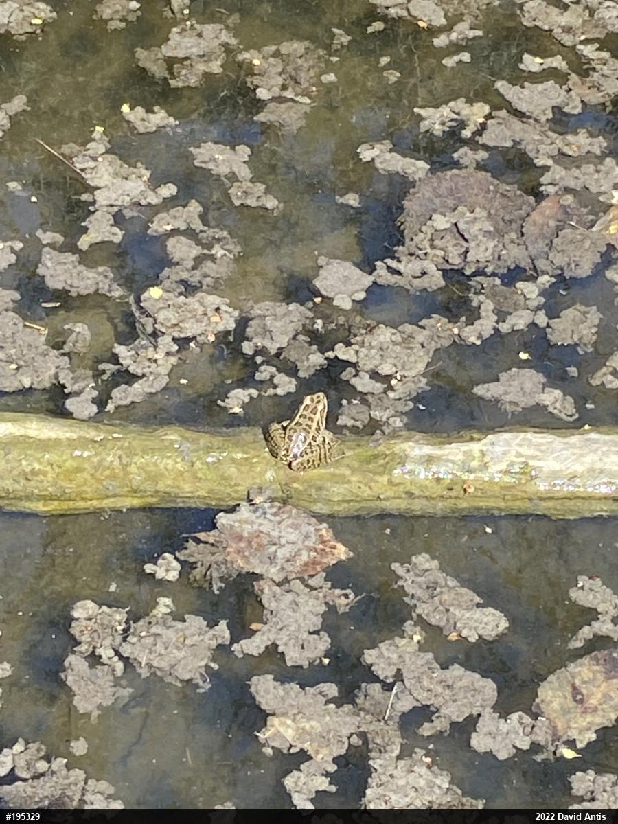 Pickerel Frog