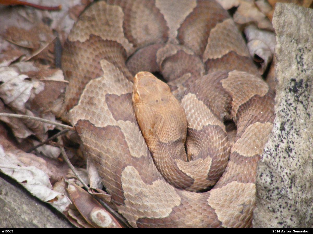 Northern Copperhead