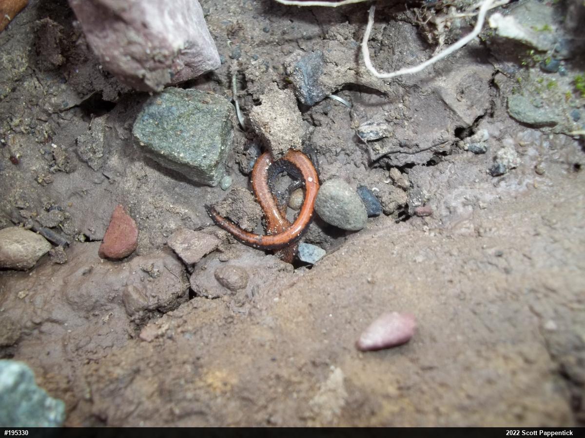 Eastern Red-backed  Salamander