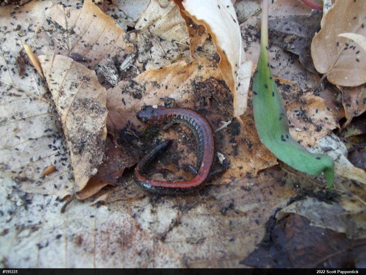 Eastern Red-backed  Salamander