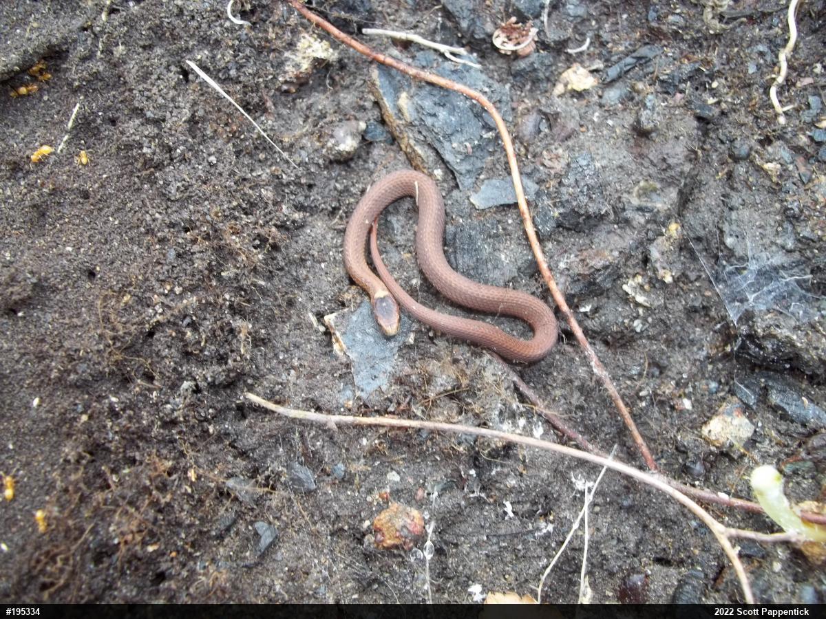 Red-bellied Snake