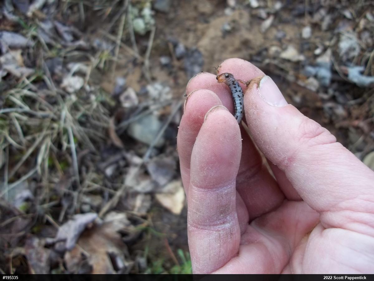 Four-toed Salamander