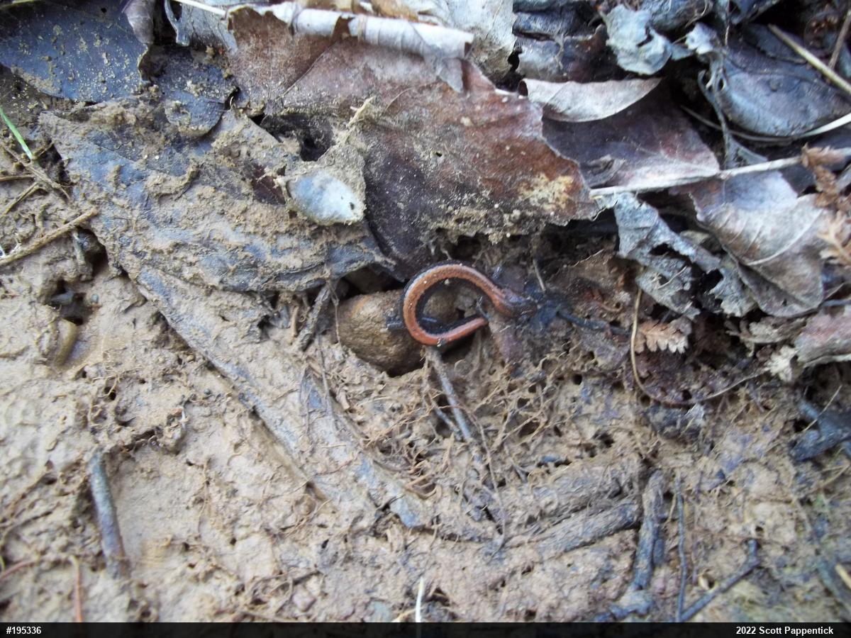 Eastern Red-backed  Salamander