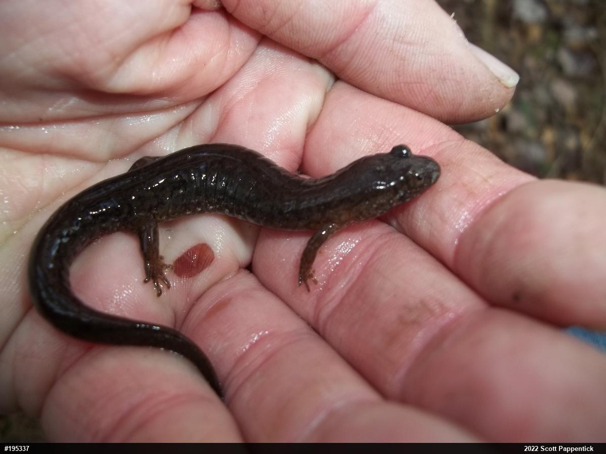 Northern Dusky Salamander