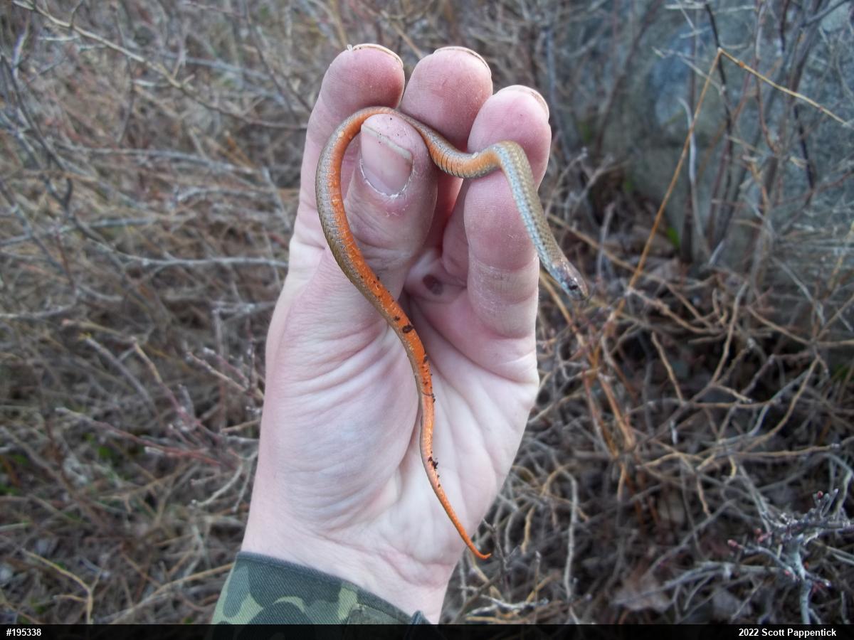 Red-bellied Snake